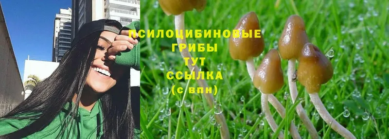 мега зеркало  Ноябрьск  Галлюциногенные грибы Psilocybe 